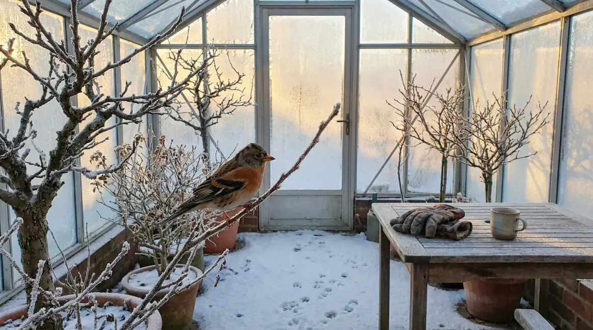 pinson du Nord sur branche gelée jardin au lever du jour
